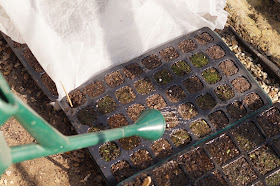 growing flowers from seed