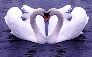 Nice's Wallpaper's: Love Wallpapers HD (ws bird love sign )