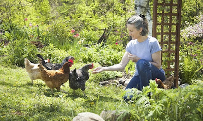 this show tips for keeping healthy chickens