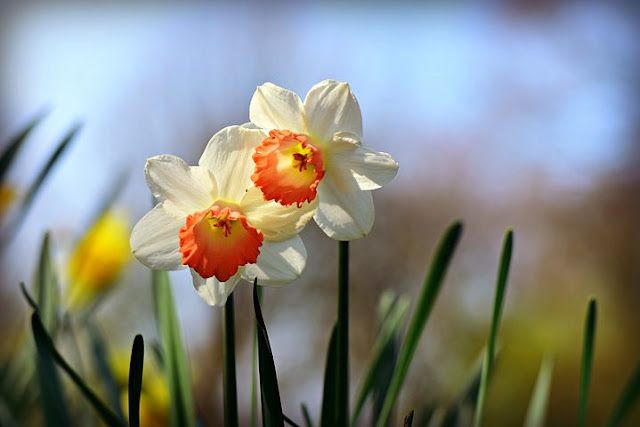 the daffodils summary