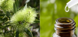 Aceite De Arbol De Te Para Psoriasis