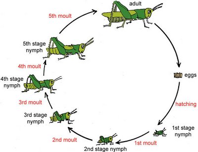 Anaphalis Javanica metamorfosis dan metagenesis