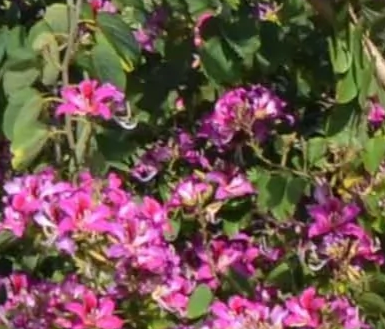 Hong Kong Orchid Tree Pros and Cons, Propagation, Care, Problems