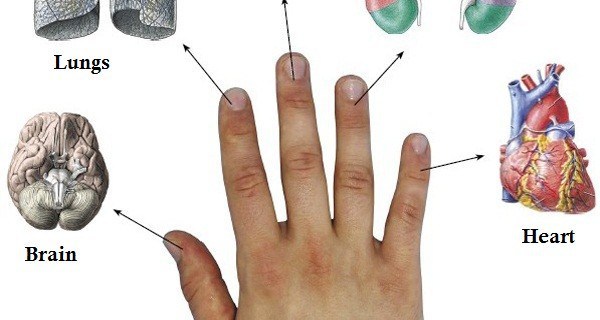 Health : In Japanese Tradition Every Finger is Connected with 1-2 Organs