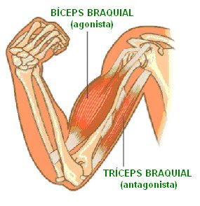 bíceps y tríceps braquial