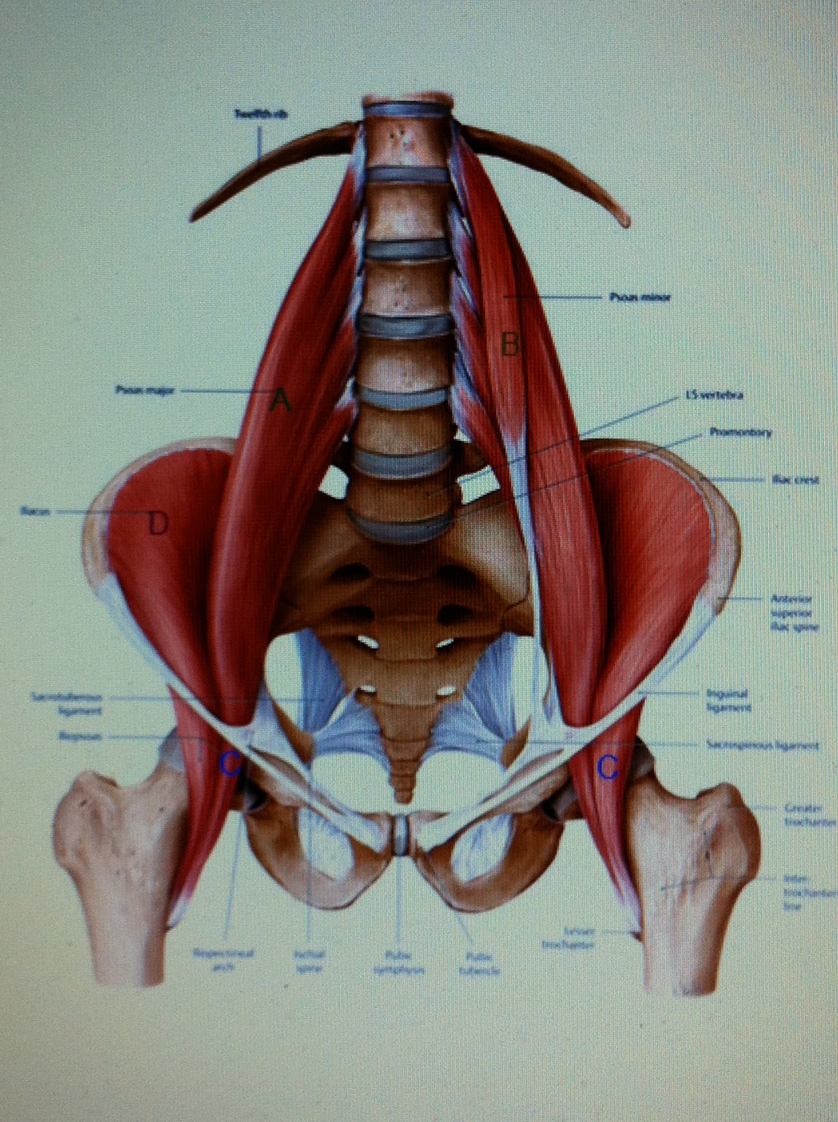 Hip Flexor Muscle Groups Decrease Returned Ache - The Hip ...