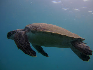 Turtle Diving in Tenerife