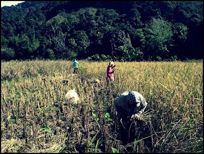 Truly Malaysia: Pertanian Di Malaysia