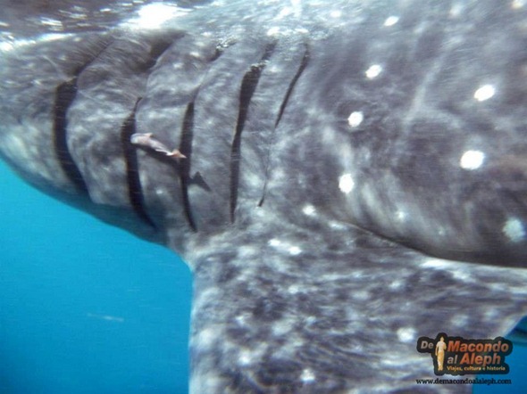 Viajar a Isla Holbox Nadar con el Tiburon Ballena 6