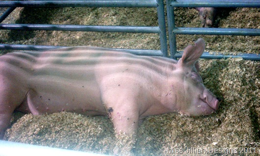 Big Ol' Piggy