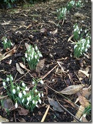 Snowdrops