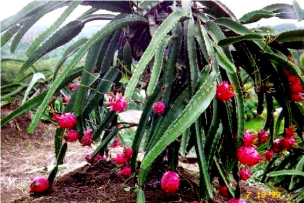 Manfaat Kulit Buah  Naga  untuk Kesehatan