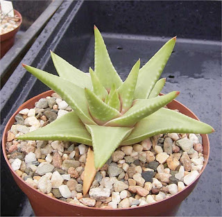 Haworthia kingiana x marginata