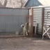 Dog Dancing On Modern Music.