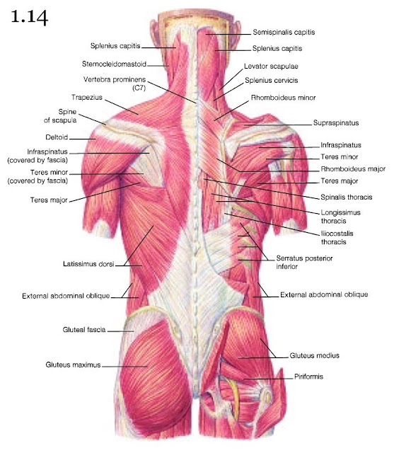 Mini Handbooks: Skeletal Muscle Group III