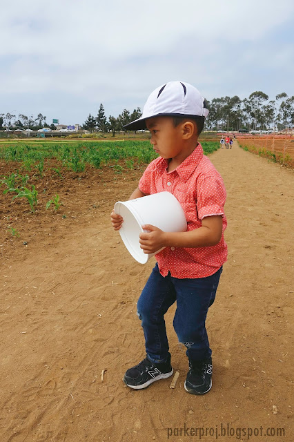 carlsbad strawberry company, strawberry, san diego, san diego kids, san diego family