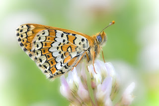 Para ampliar Melitaea cinxia (Doncella del llantén, punteada) reverso hacer clic