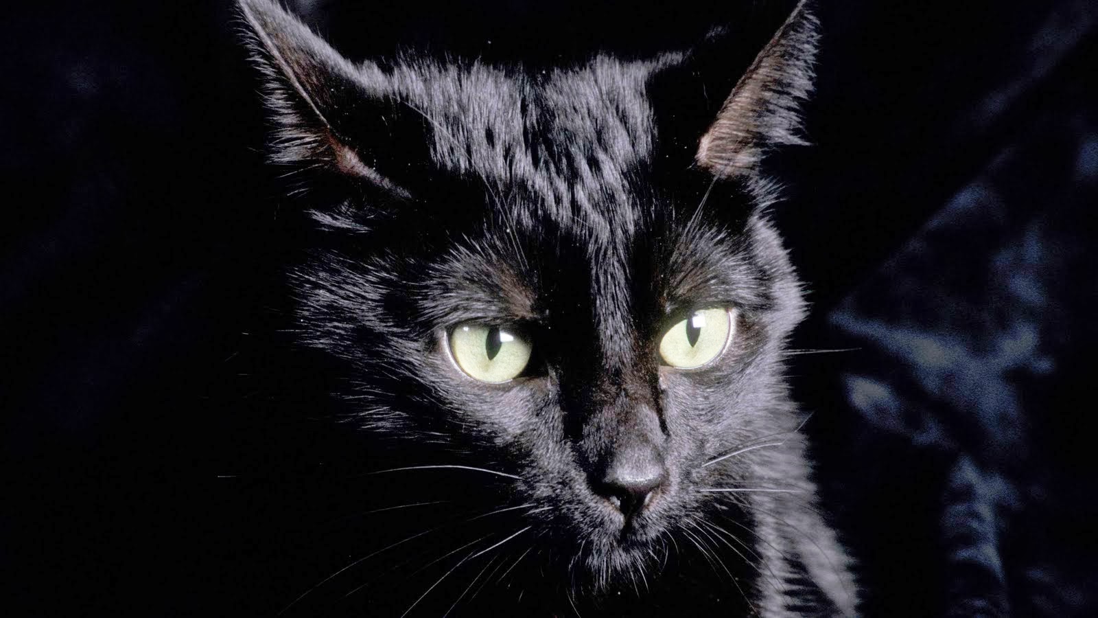 8 Mitos Kucing Hitam  di Dunia Sazukers