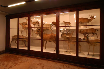 Museo di Storia Naturale Zoologia - La Specola