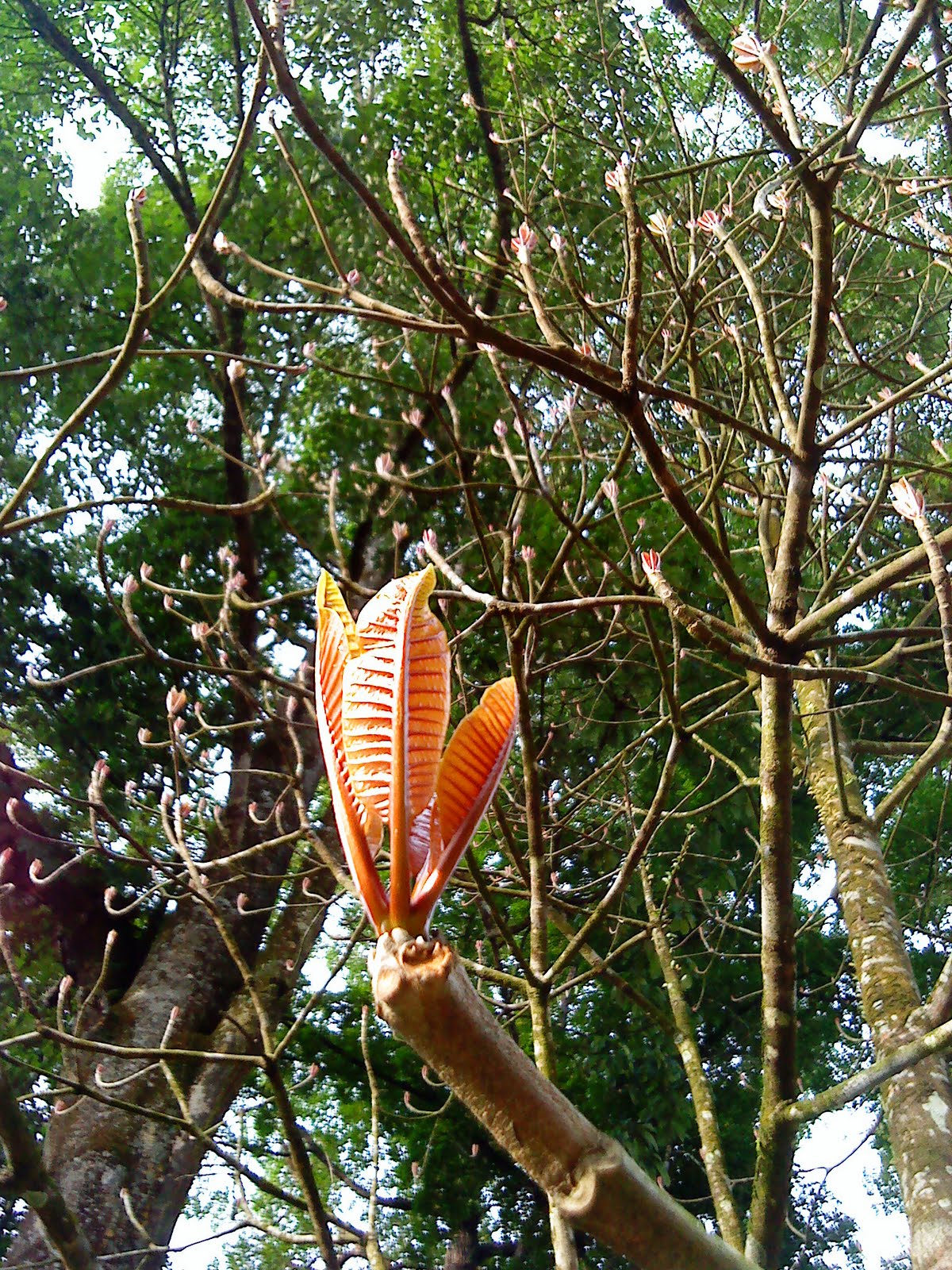 as time goes by Leaf change in Jelutong tree