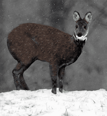 Moschus cupreus