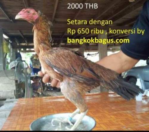  Gambar  ayam  burma betina  asli dan harganya di thailand 