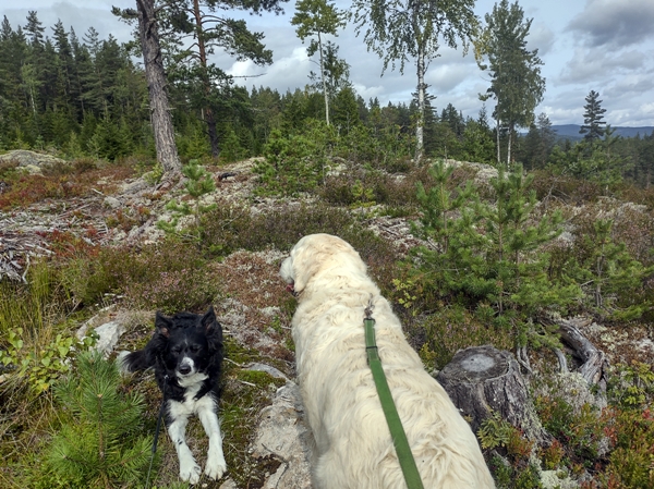 brøgåsen rundt sokna