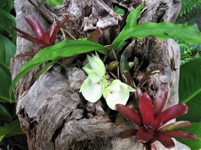 Canaima, flora