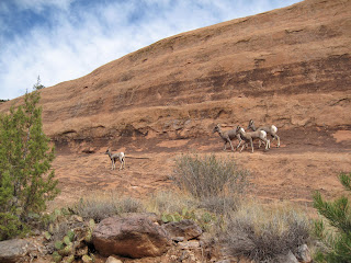 Bighorn sheep in Monument Canyon