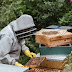 Bee Removal Services - How to Remove Bees Efficiently 