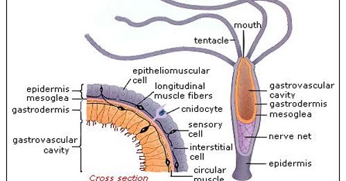 Cnidaria Hewan  Berongga yang  Memiliki  Sengat Salty Light