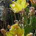 POPPIES & PRICKLIES