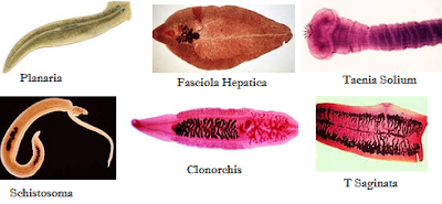 Platyhelmintes (Pengertian, Ciri-Ciri, Klasifikasi, Reproduksi & Peranan)