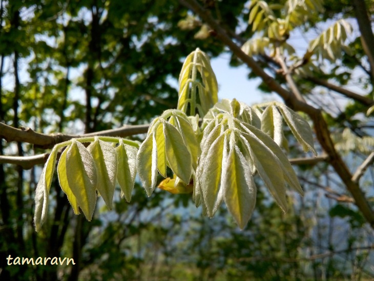 Маакия амурская (Maackia amurensis)