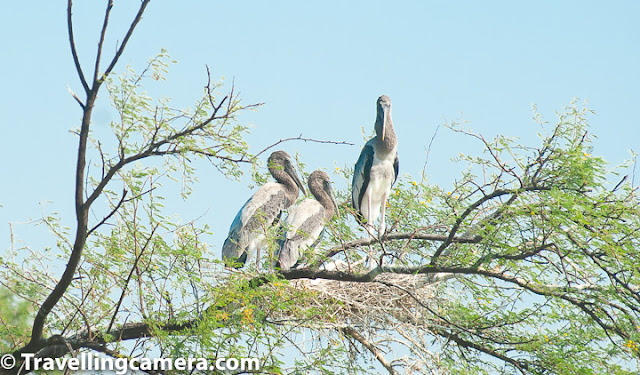 Bird of the month, Stork, Painted Stork, Wooly-necked stork, black-necked stork, crane, Keoladeo National Park, Bharatpur Bird Sanctuary, Bird Watching, Bird Photography, Birding