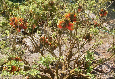 Erythrina acanthocarpa