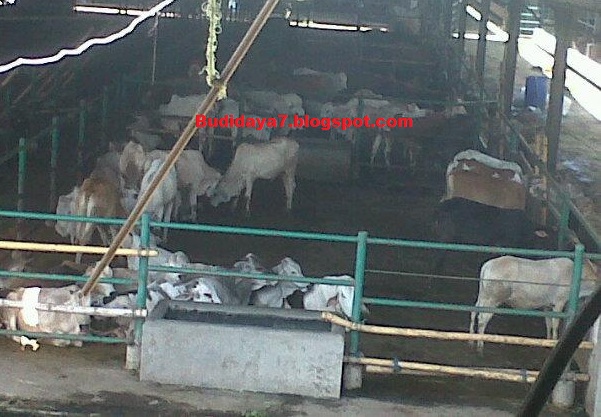 Usaha penggemukan sapi potong adalah usaha yang bagus dimana permintaan akan daging di indonesia makin hari makin meningkat. Kunci utama untuk kesuksesan penggemukan sapi potong adalah bakalan sapi terebut
