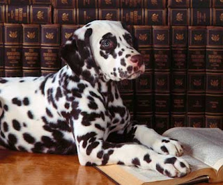 Cutest Dog Breeds In The World Dalmatians