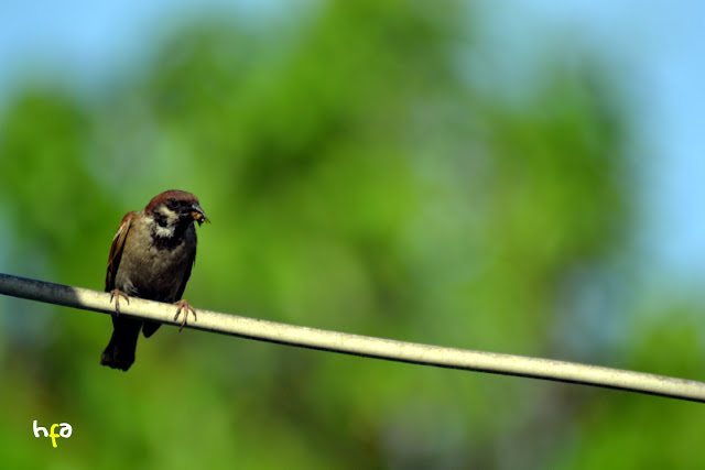 burung gereja bertengger di kabel listrik, bokeh