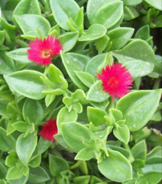 Suculenta rastrera con flores en el jardín