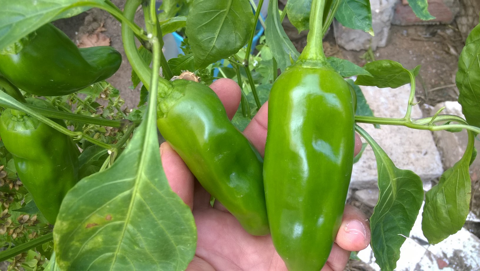 my organic peppers