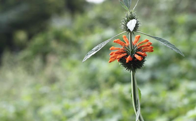 Lions Ear Flowers Pictures