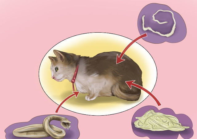 Tips Atasi Cacingan Pada Kucing 