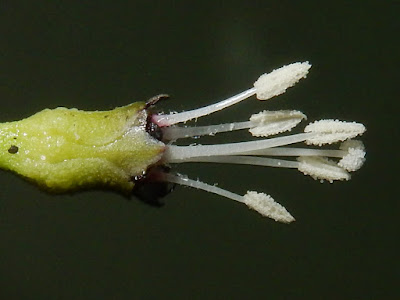 野牽牛的雄蕊及雌蕊