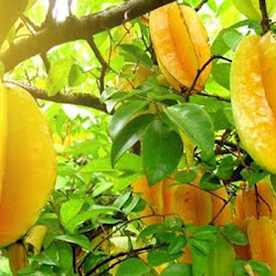 Bibit Pohon Belimbing Madu Melayani Order Ecer Stok Melimpah