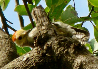 "Yellow-crowned Woodpecker  - Male, looking for grub area Tiger Path Mt Abu."