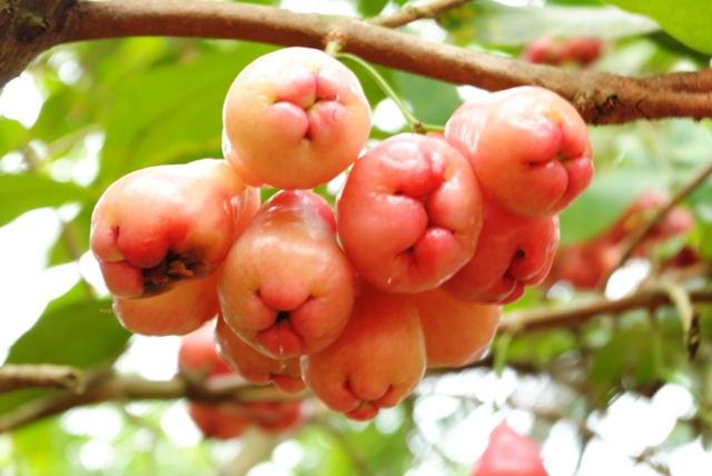 Musim makan buah  buahan tempatan  bermula