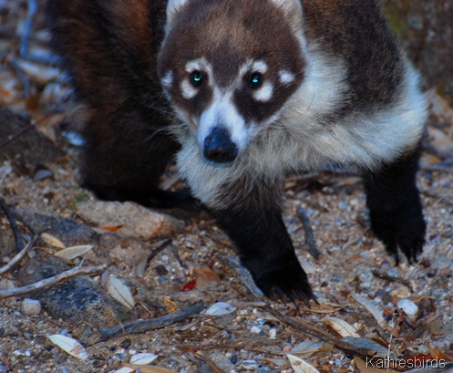 5. coatimundi-kab
