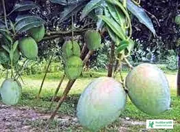 Small Mango Tree Pic - Mango Pic Download - Raw Mango Picture, Pic - mango pic -NeotericIT.com - Image no 5