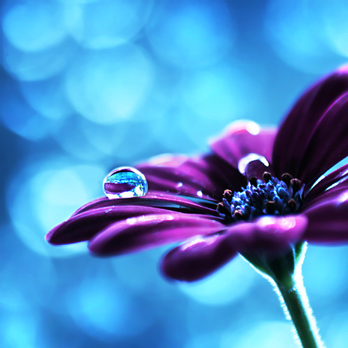 Imagenes De Flores Con Gotas De Agua - Las gotas de agua y sus más bellas fotos « Blog de 